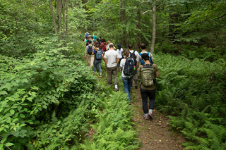 Yale Forests